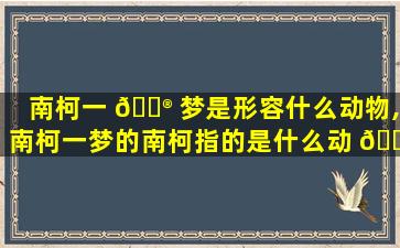 南柯一 💮 梦是形容什么动物,南柯一梦的南柯指的是什么动 🐦 物